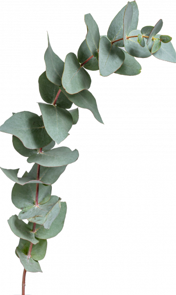 eucalyptus eucalyptus