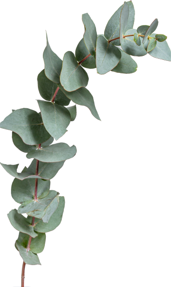 eucalyptus eucalyptus
